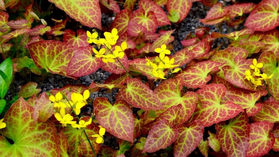 Listy a květy škornice (Epimedium)