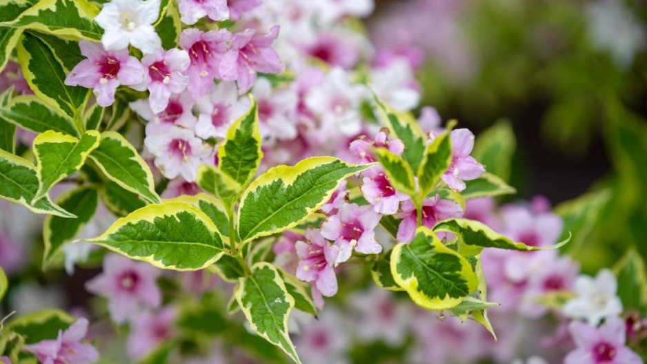 Vajgélie ’Nana Variegata’