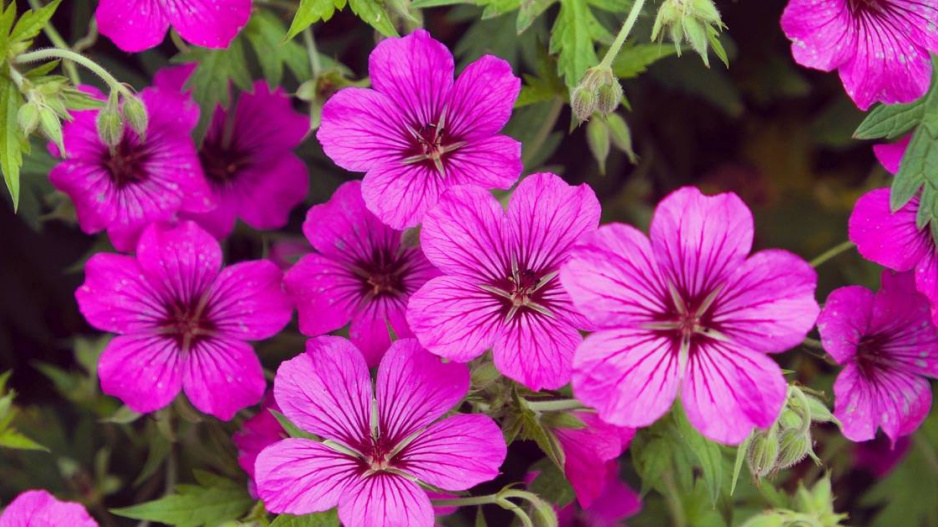 Kakost arménský (Geranium psilostemon) ’Patricia’