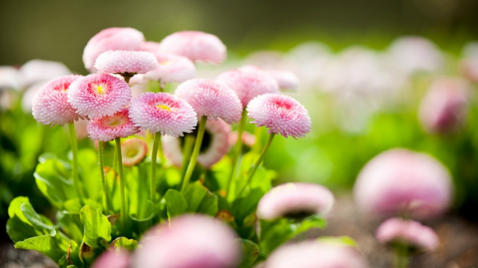 Okrasná sedmikráska (Bellis perennis)