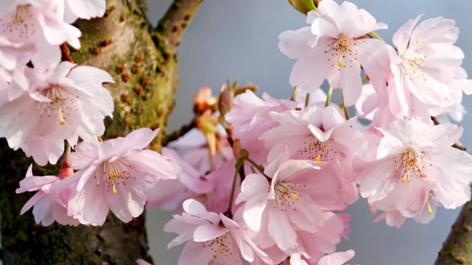 Květy višně chloupkaté (Prunus subhirtella)