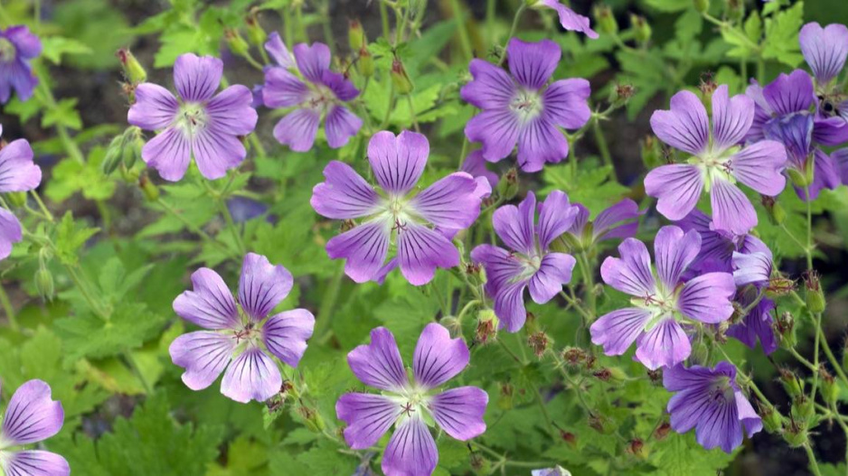 Kakost jemný (Geranium gracile) ‘Sirak’