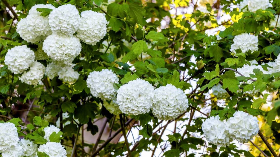 Kalina obecná (Viburnum opulus) ’Compactum’