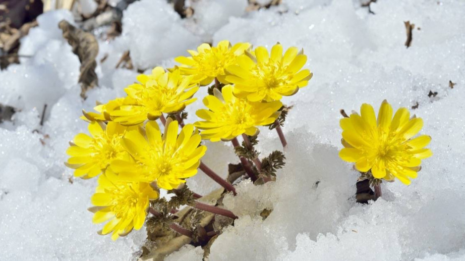 Hlaváček amurský (Adonis amurensis)