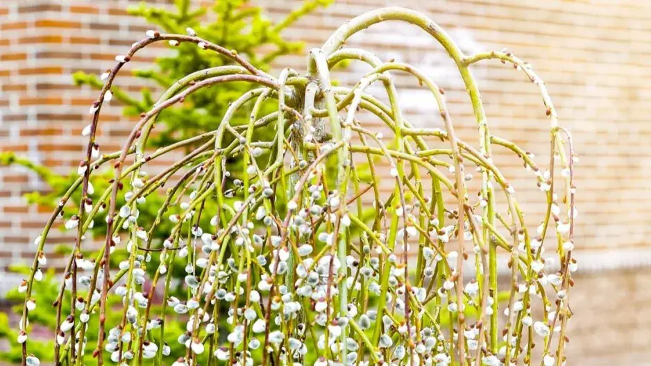 Naroubovaná převislá vrba