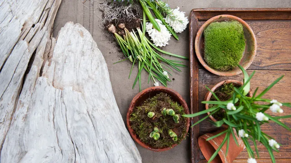 Cibuloviny, mech a květináče Cibuloviny, mech a květináče