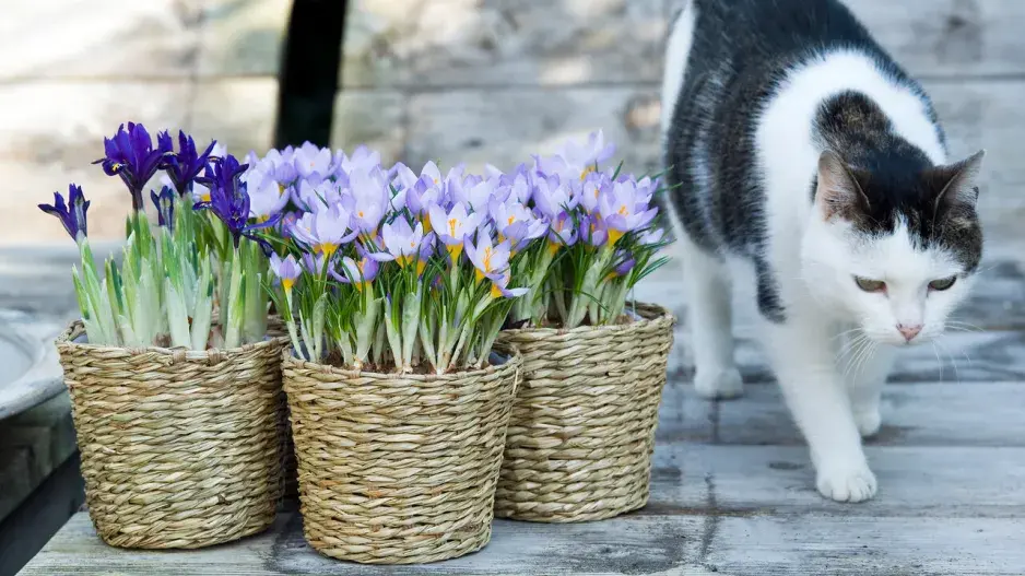 Krokusy a kosatečky v košících a kočka Krokusy a kosatečky v košících a kočka