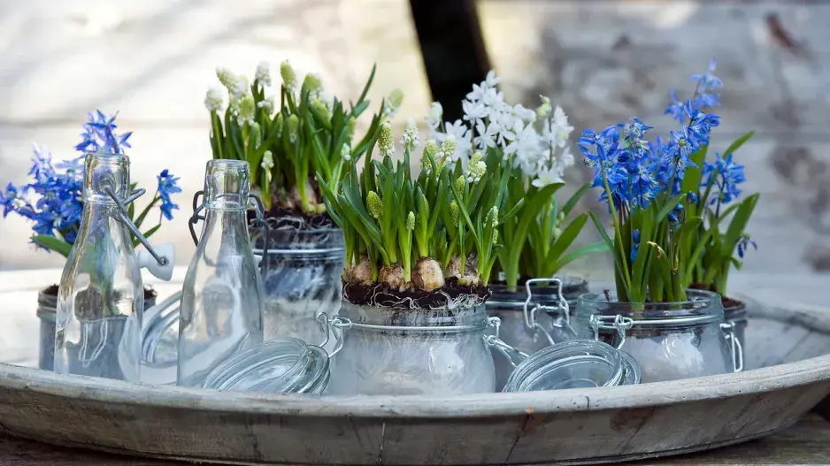 Sklenice plné rozkvetlých cibulovin Sklenice plné rozkvetlých cibulovin