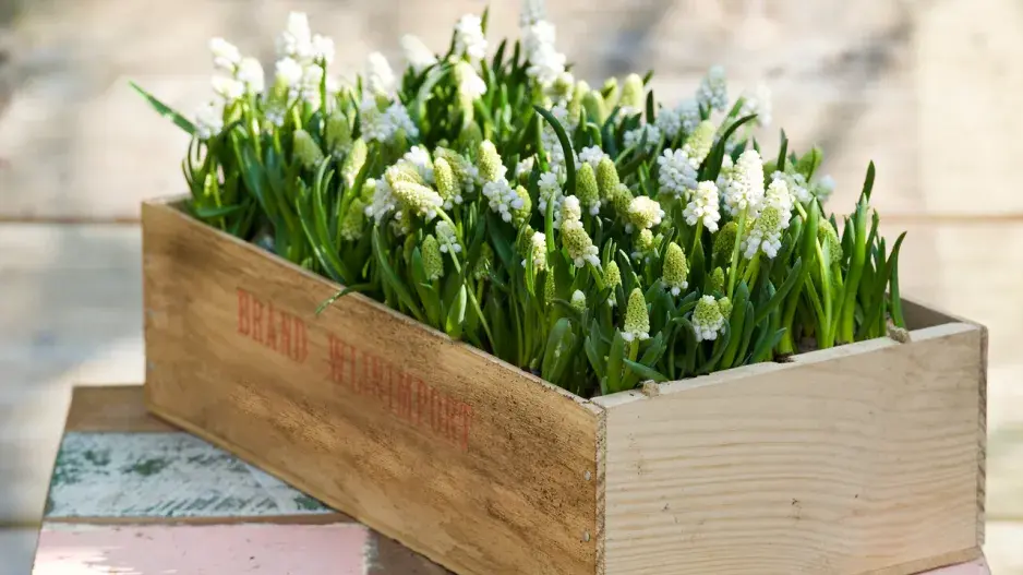 Dřevená bednička plná rozkvetlých modřenců Dřevená bednička plná rozkvetlých modřenců