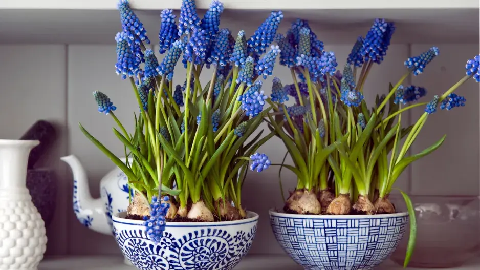 Rozkvetlé modřence v keramických miskách Rozkvetlé modřence v keramických miskách