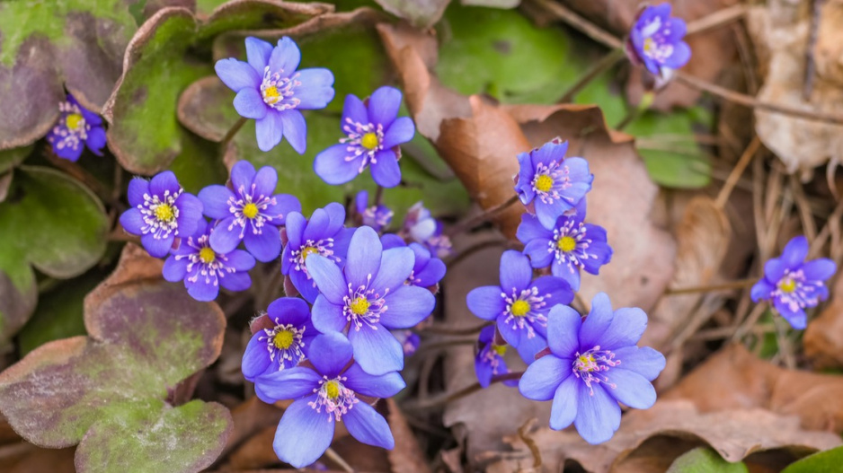 Jaterník podléška (Hepatica nobilis)