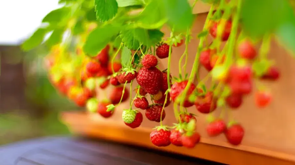 Jahody vypěstované v truhlíku Jahody vypěstované v truhlíku