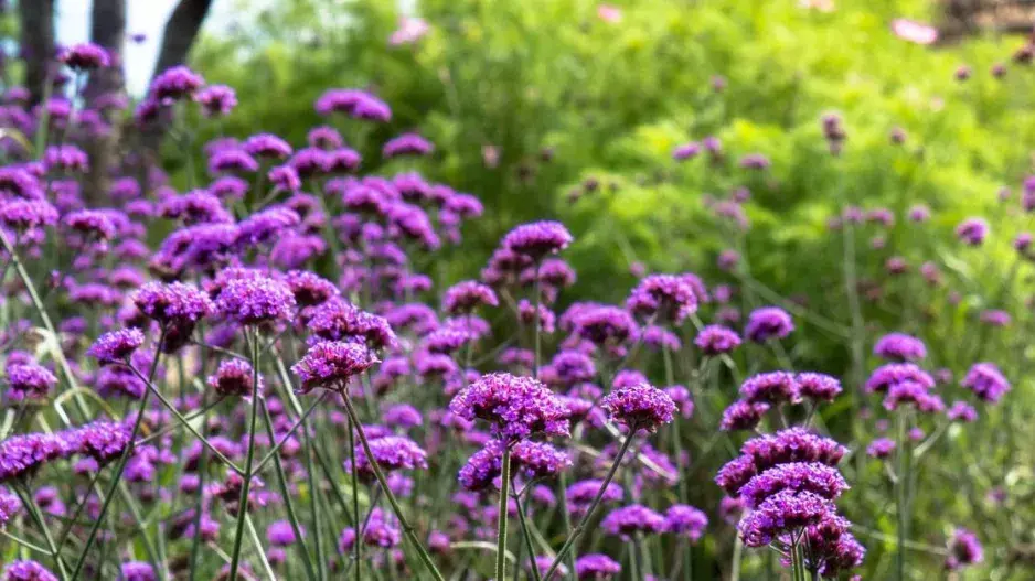 Sporýš klasnatý (Verbena bonariensis)