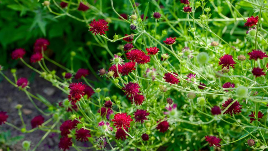 Chrastavec makedonský (Knautia macedonica)