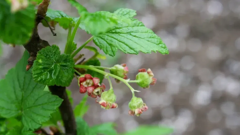 Květy černého rybízu