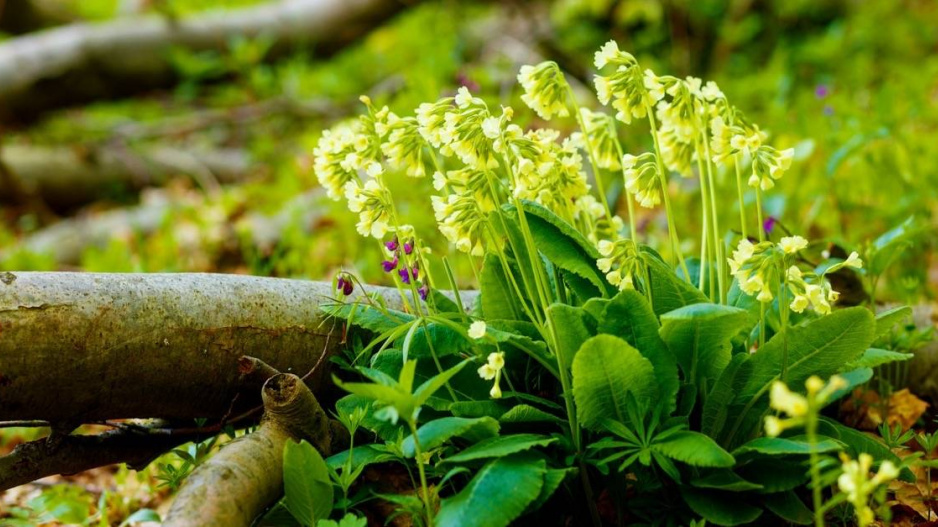 Prvosenka vyšší (Primula elatior)