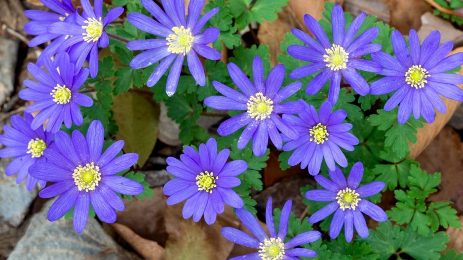 Sasanka vábná (Anemone blanda) ’Blue Shades’