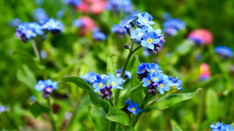 Pomněnka lesní (Myosotis sylvatica)