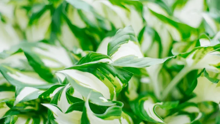 Bohyška ’Fire and Ice’