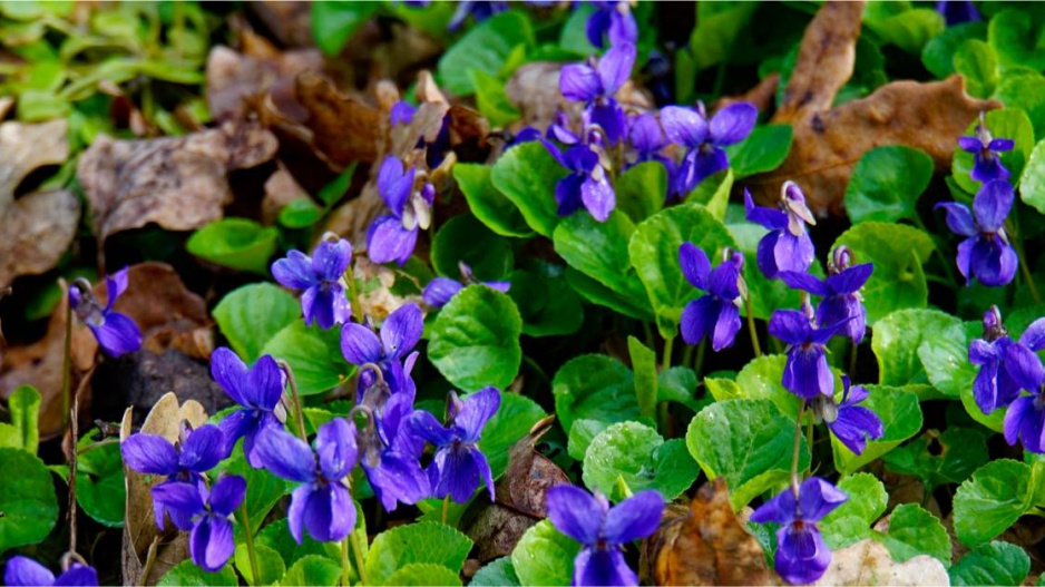 Violka vonná (Viola odorata)