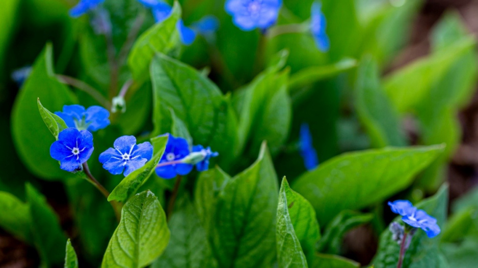 Modré květy pupkovce jarního (Omphalodes verna)