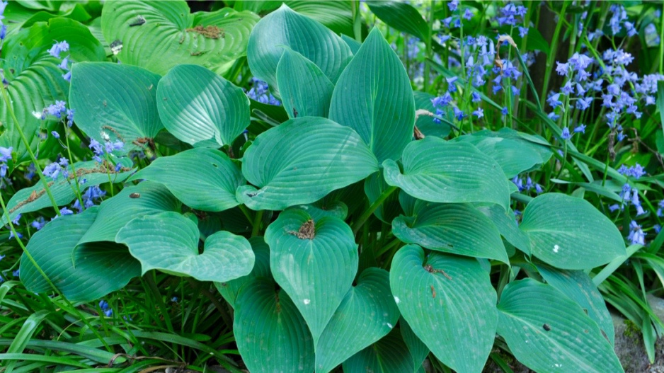 Listy bohyšky (Hosta)