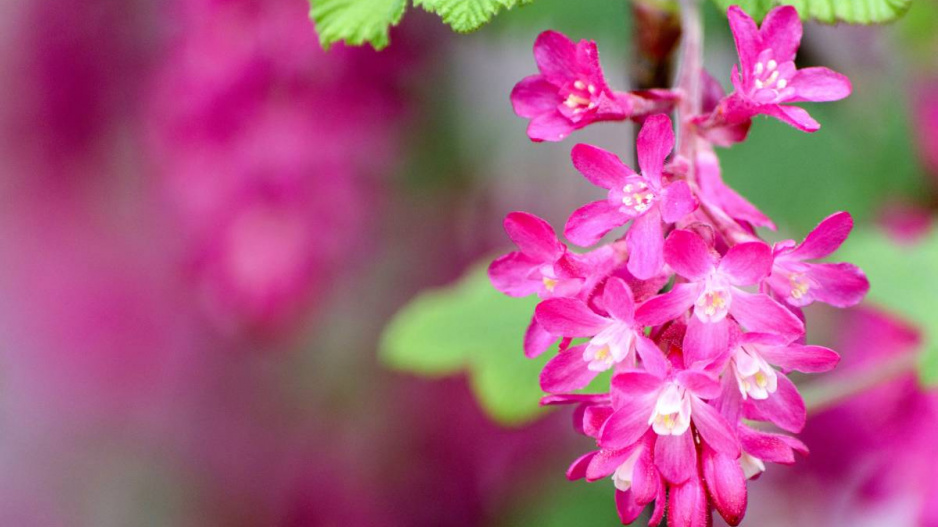 Meruzalka krvavá (Ribes sanguineum)