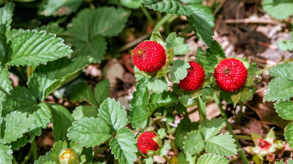 Jahodka indická (Duchesnea indica)