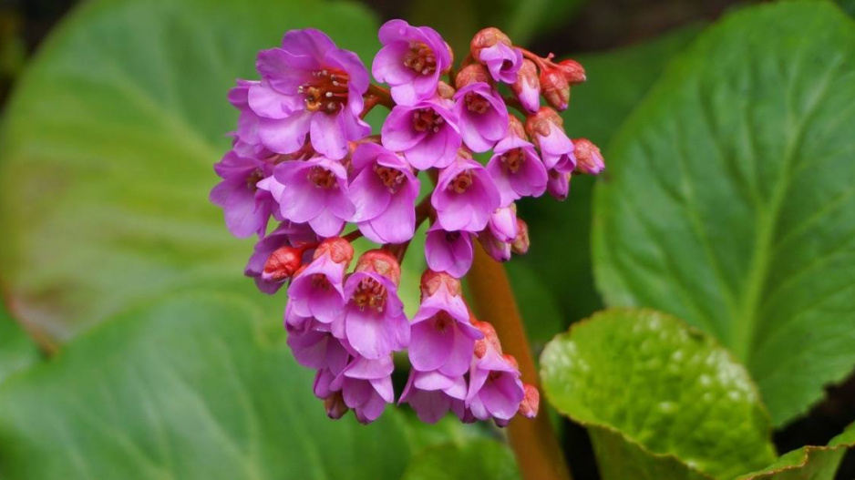 Bergénie tučnolistá (Bergenia crassifolia)