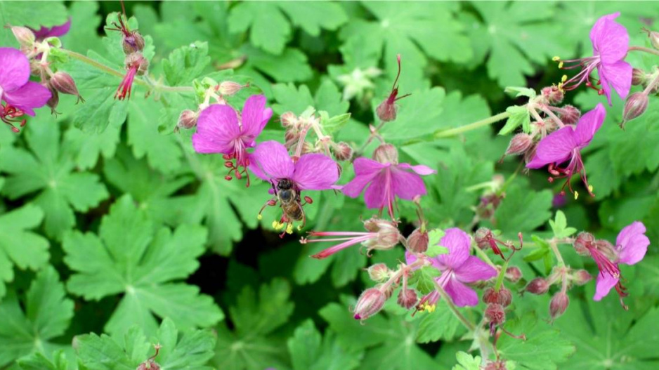 Kakost oddenkatý (Geranium macrorrhizum)