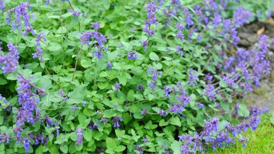 Šanta hroznovitá (Nepeta racemosa)