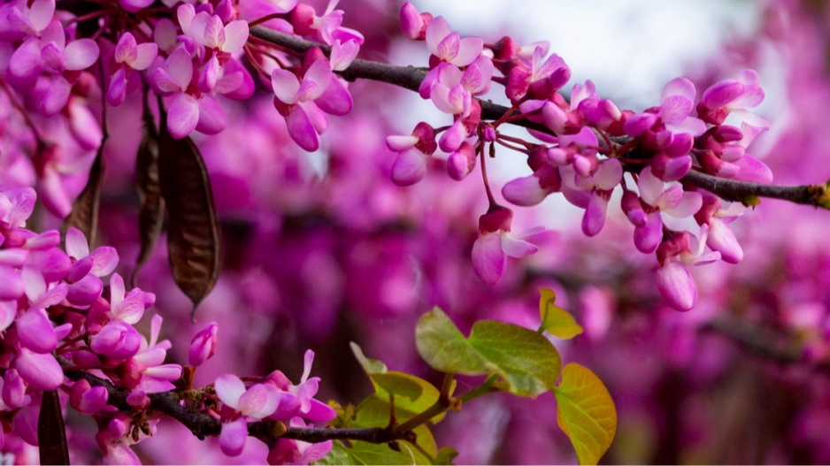 Květy zmarliky (Cercis)