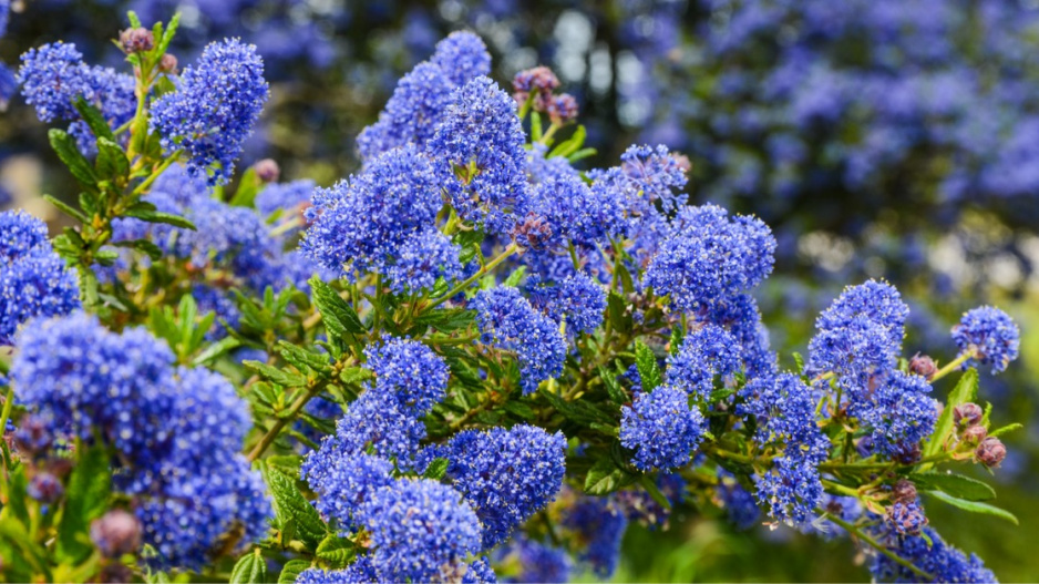 Latnatec (Ceanothus)