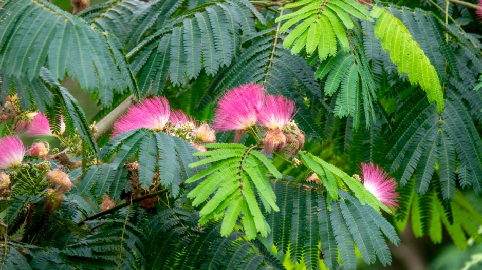 Albízia (Albizia)