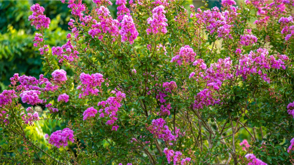 Pukol (Lagerstroemia)