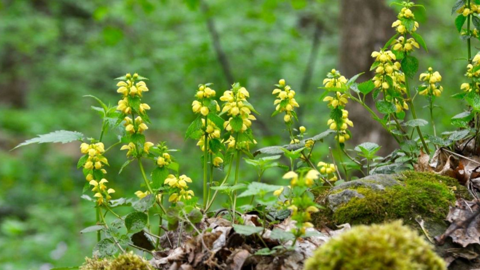 Hluchavka pitulník (Lamium galeobdolon)