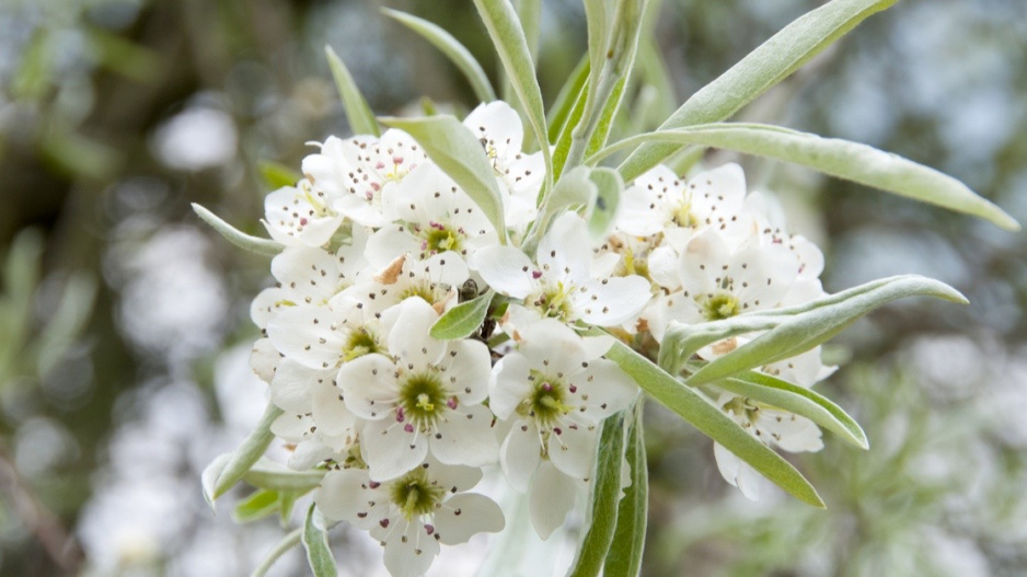 Hrušeň vrbolistá (Pyrus salicifolia)