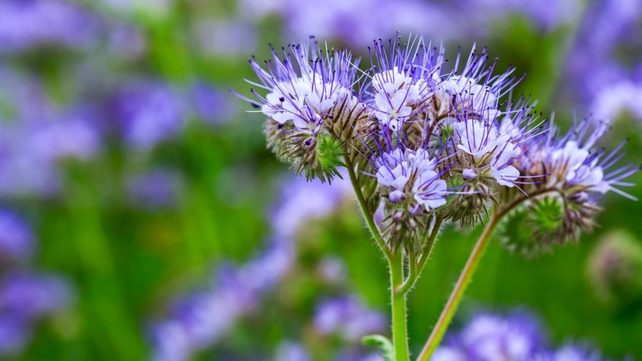 Svazenka vratičolistá (Phacelia tanacetifolia)