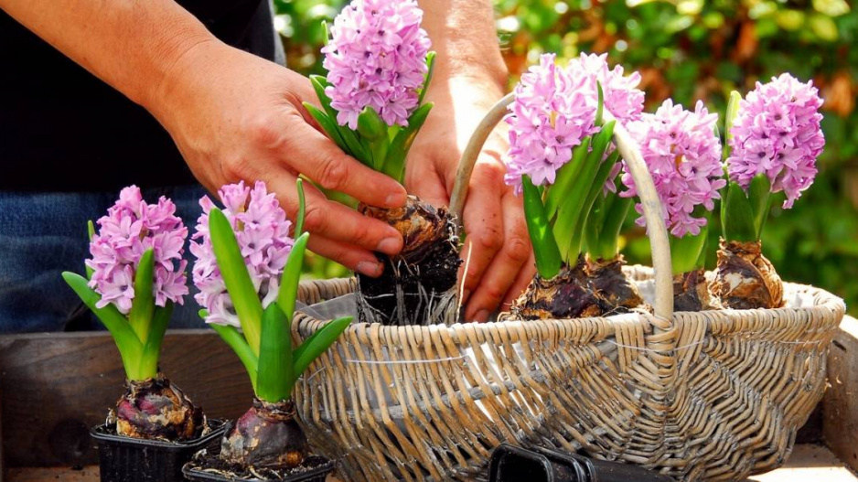 Výsadba růžových hyacintů do proutěného koše