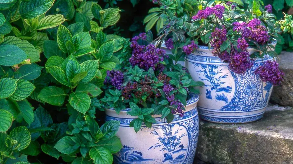 Otočník stromovitý (Heliotropium arborescens)