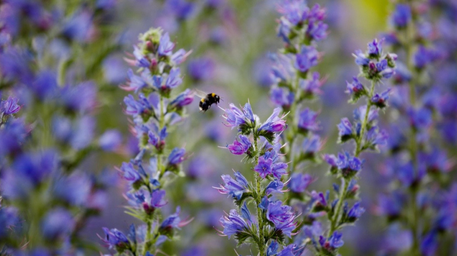 Hadinec obecný (Echium vulgare)