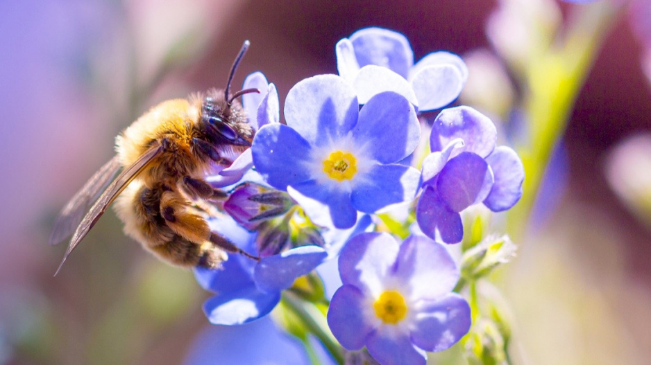 Včela na květech pomněnky (Myosotis)