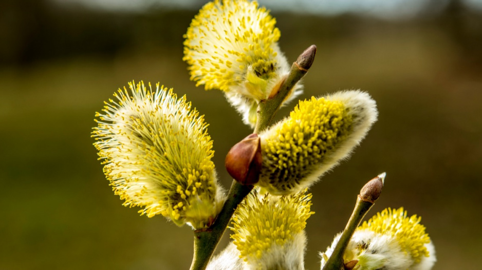 Vrba jíva (Salix caprea)