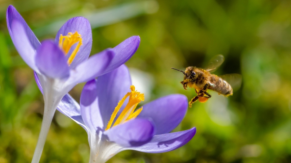 Včela u květů krokusu (Crocus)