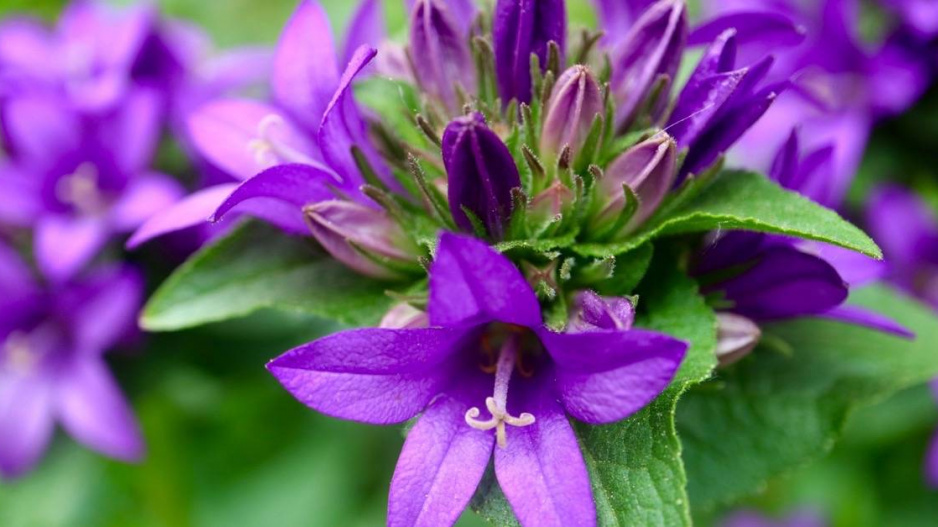 Zvonek klubkatý (Campanula glomerata)