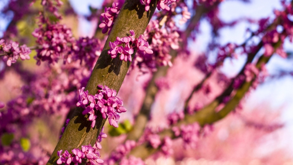 Sytě růžové květy zmarliky Jidášovy (Cercis siliquastrum)