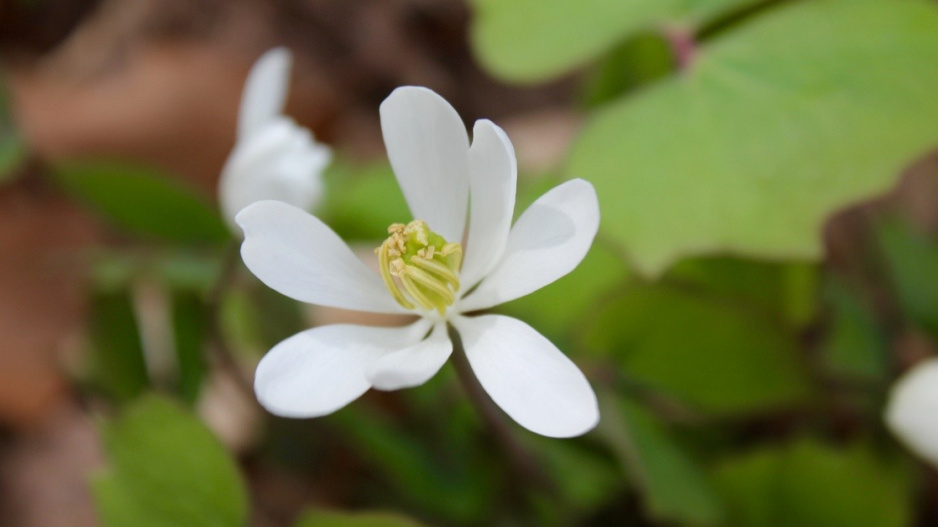 Jeffersonie dvoulistá (Jeffersonia diphylla)