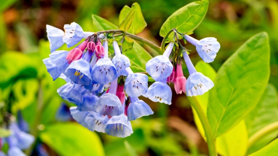 Mertensie viržinská (Mertensia virginica)