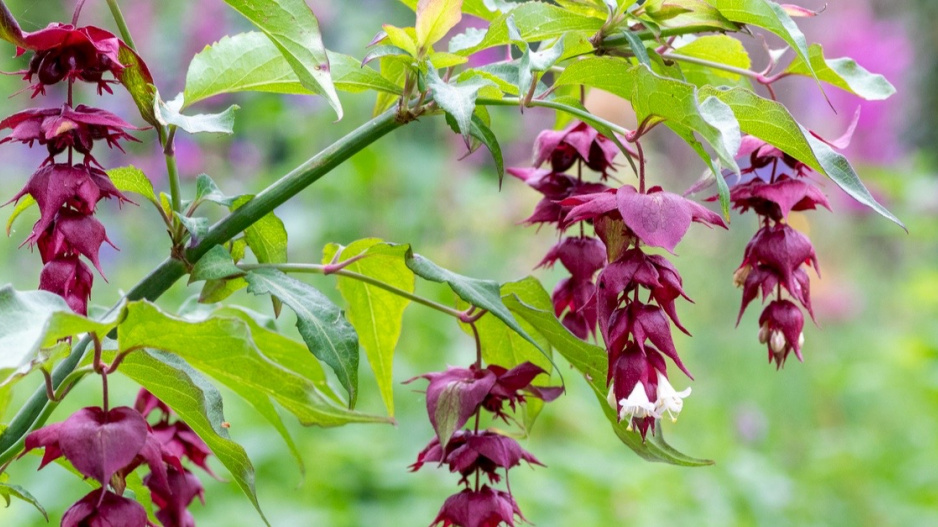 Leycesterie krásná (Leycesteria formosa)