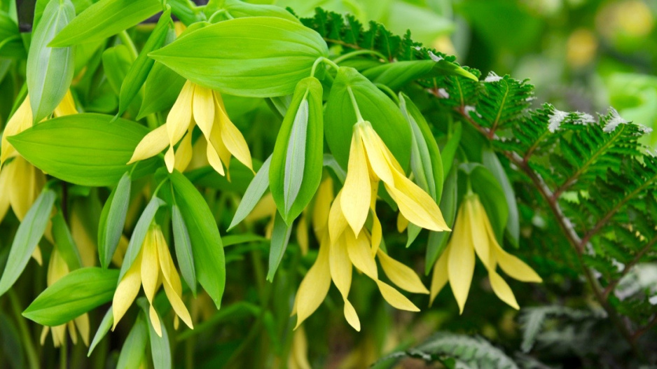 Uvulárie velkokvětá (Uvularia grandiflora)